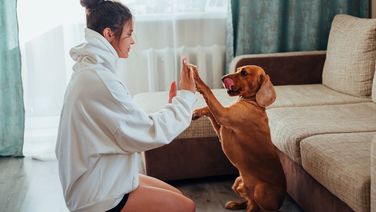 Pet Psychic