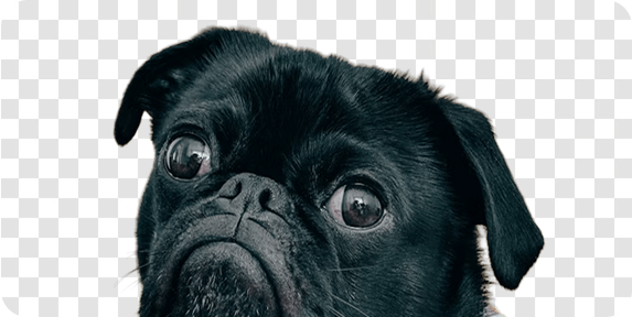 black dog background removed by Zoviz 's free background remover